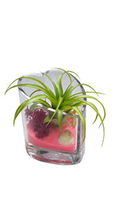 Why Airplants Terrariums for Gifts?