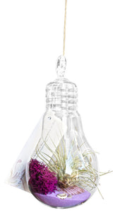 Purple Light Bulb Airplant Terrarium