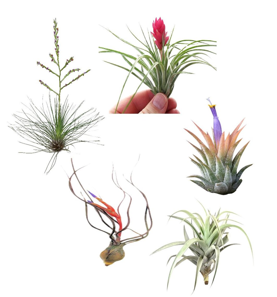 air plant nearby Medium Airplant Grab Bag – Airplantcompany.com