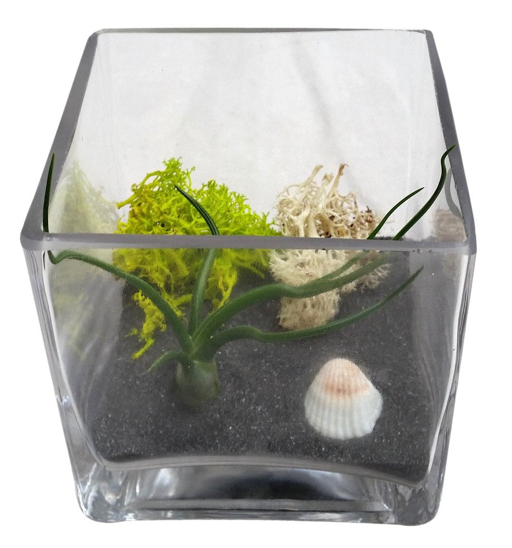 black terrarium plants Black Square Airplant Terrarium – Airplantcompany.com