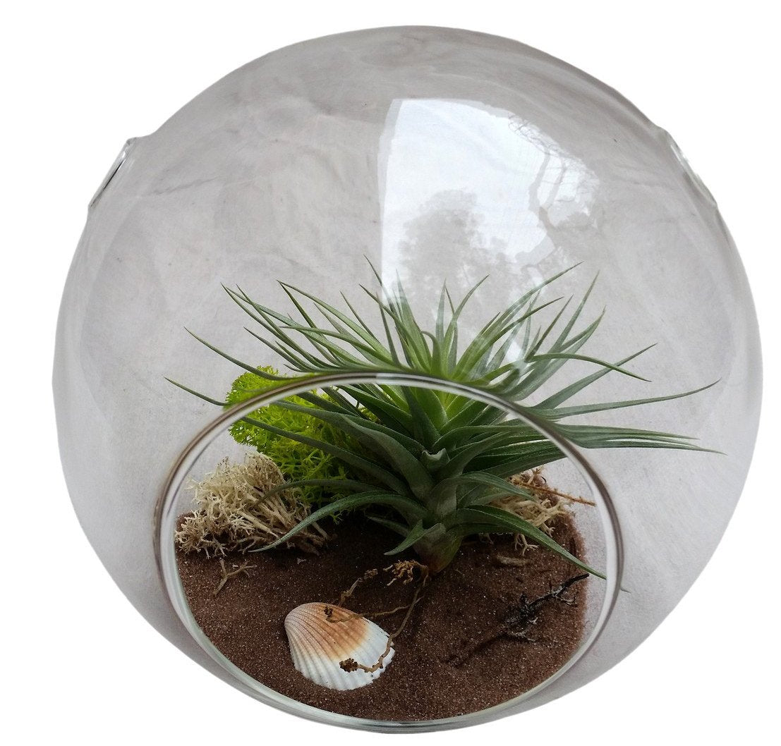large air plant terrarium Large Airplant Terrarium – Airplantcompany.com