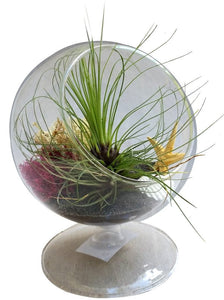 Hairy Circle Airplant Terrarium-Father's Day, Birthday, House Warming
