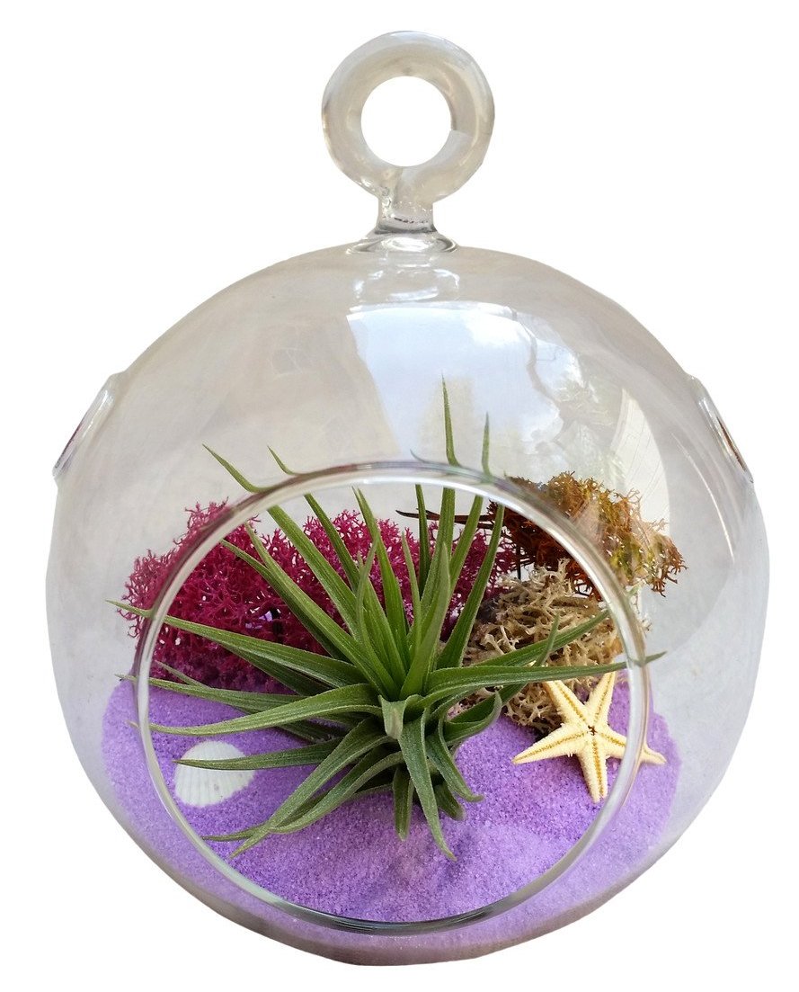 purple terrarium plants Valentine Purple Airplant Terrarium – Airplantcompany.com