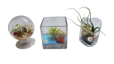 Air Plant Terrarium, fathers day present, fathers day gift 