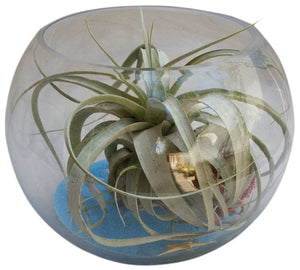 Holiday Bowl With Xerographica Airplant