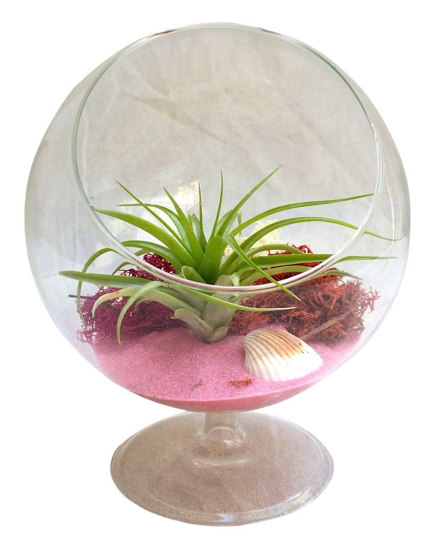 air plant and moss terrarium Pink Circle Air Plant Terrarium with Moss – Airplantcompany.com
