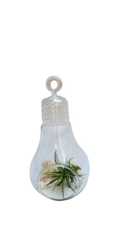 White Light Bulb Airplant Terrarium