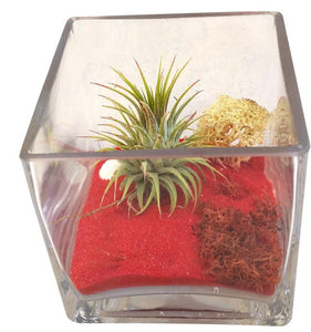 Red Christmas Airplant Square