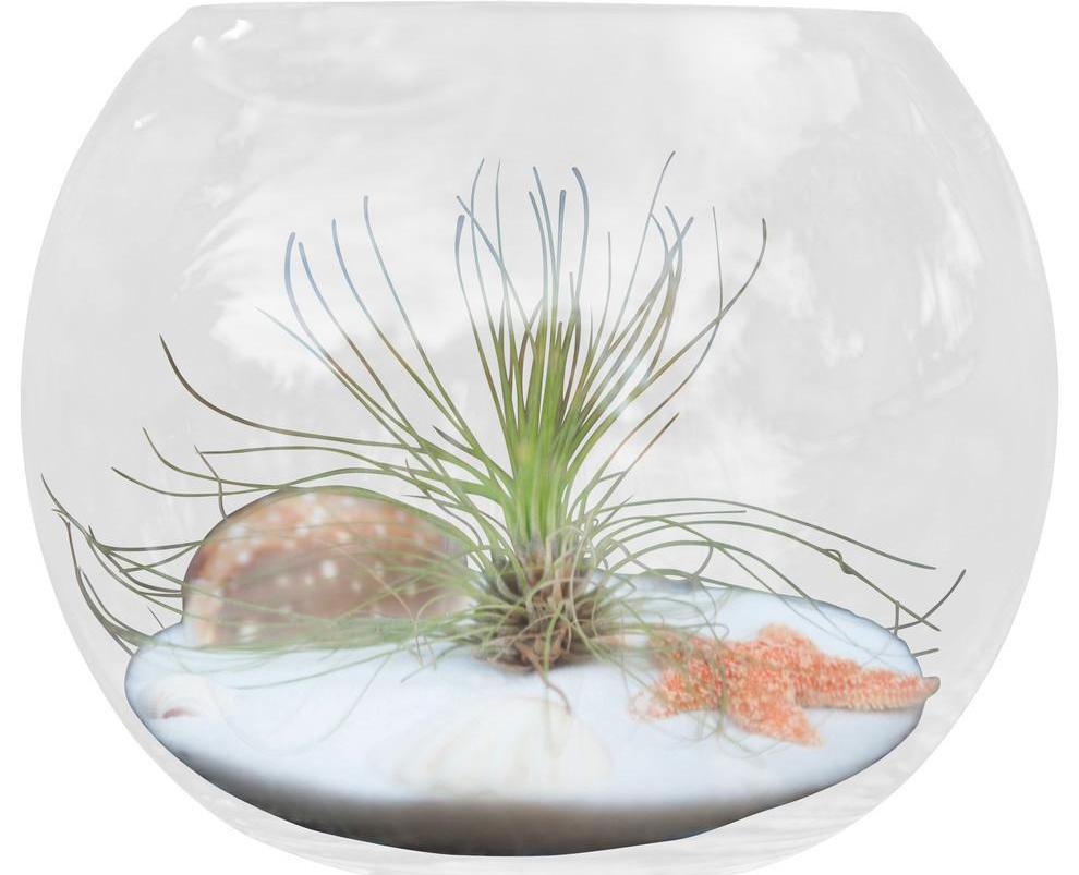 air plant glass orb Air Plant Terrarium Table Orb – Airplantcompany.com