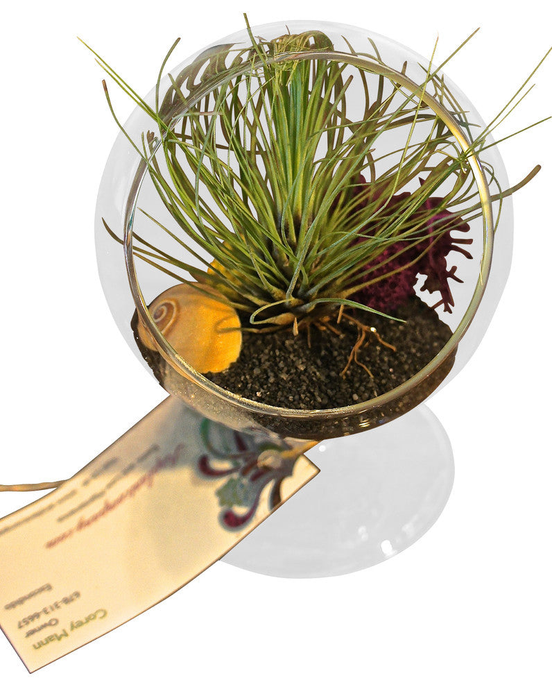 hairy air plant Hairy Air Plant Terrarium Table Orb – Airplantcompany.com