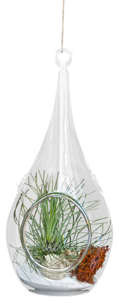 hairy air plant Skinny Hairy Airplant Terrarium – Airplantcompany.com