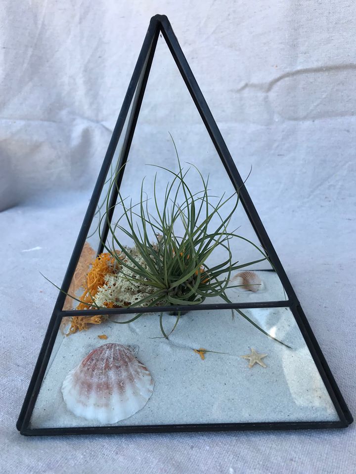 geometric air plant terrarium Geometric Airplant Terrarium – Airplantcompany.com
