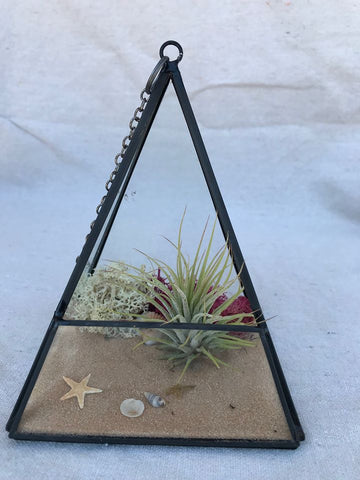 Geometric Airplant Terrarium with Brown Sand and Airplant