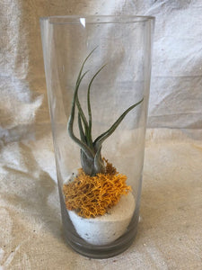 Airplant, 
