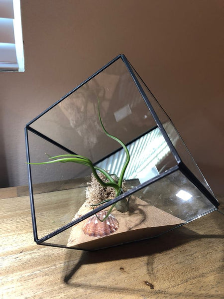 Triangle Geometric Airplant Terrarium with Large Bulbosa Airplant