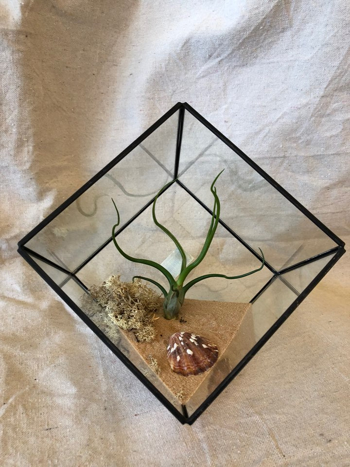 geometric air plant terrarium Triangle Geometric Airplant Terrarium with Large Bulbosa Airplant –  Airplantcompany.com