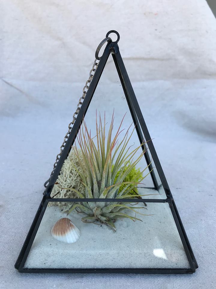 geometric air plant Triangle Geometric Airplant Terrarium – Airplantcompany.com
