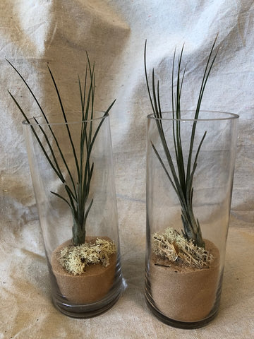 Two Clylinder Airplant Terrariums Great for Bedrooms and Fireplaces
