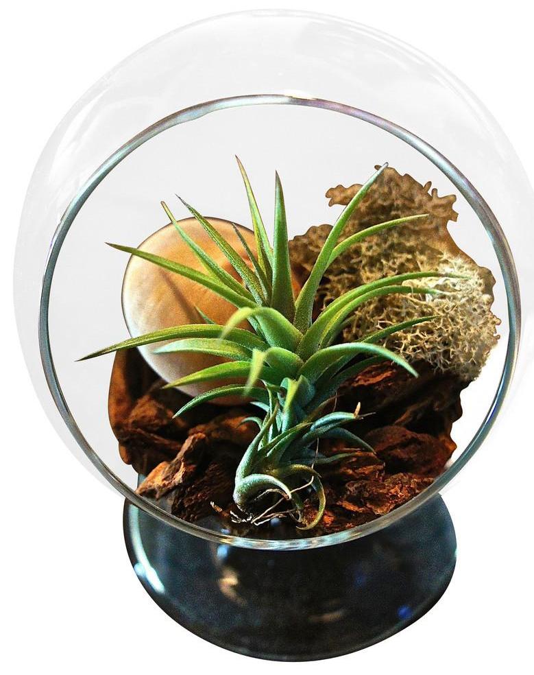 ragnaroc air plants Dark Roots Table Air Plant Terrarium – Airplantcompany.com