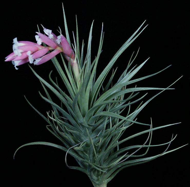 emerald forest air plant Tenuifolia Emerald Forest – Airplantcompany.com