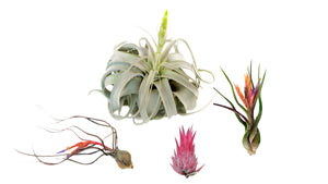 The Mexico Collection Airplant