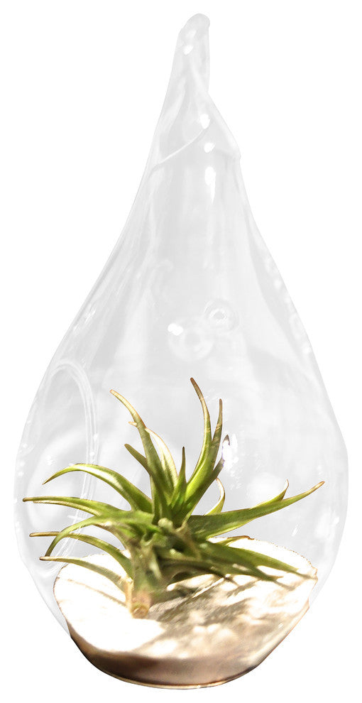 air plants in sand White Sand Air Plant Terrarium – Airplantcompany.com