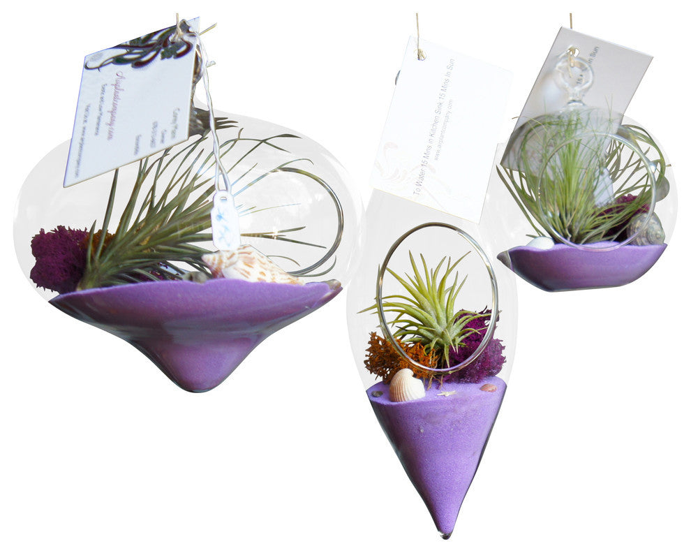 crystal air plant 3 Purple Hanging Airplant Terrariums – Airplantcompany.com