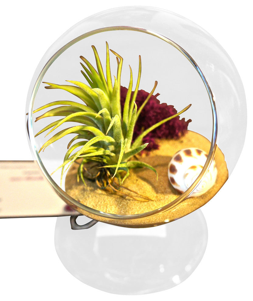 air plant terrarium globe The Beach Table Air Plant Terrarium Orb – Airplantcompany.com