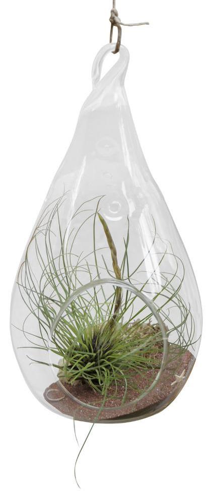 giant hanging air plant Dragon Air Plant Terrarium – Airplantcompany.com