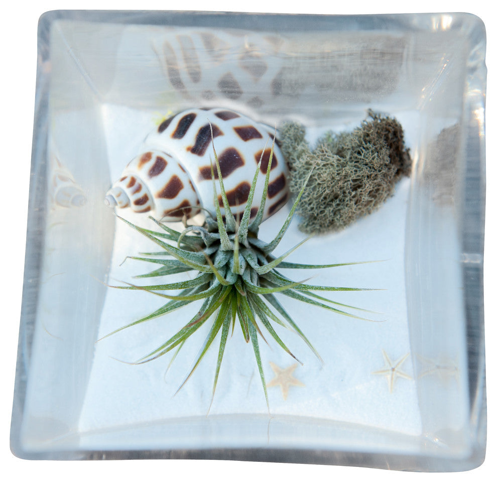 beach paradise air plants Beach White Airplant Terrarium – Airplantcompany.com