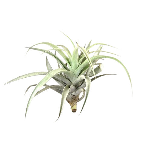 Airplant