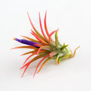Ionantha Mexican Airplant