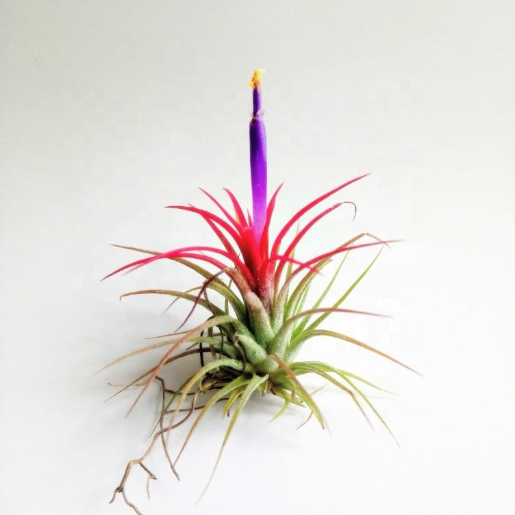 ionantha fuego air plant Fuego – Airplantcompany.com