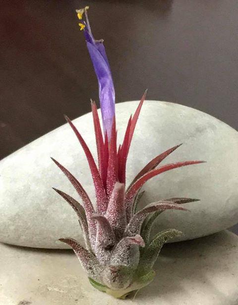 ブロメリア・エアープランツ Tillandsia ionantha 'Peanut'Rosita