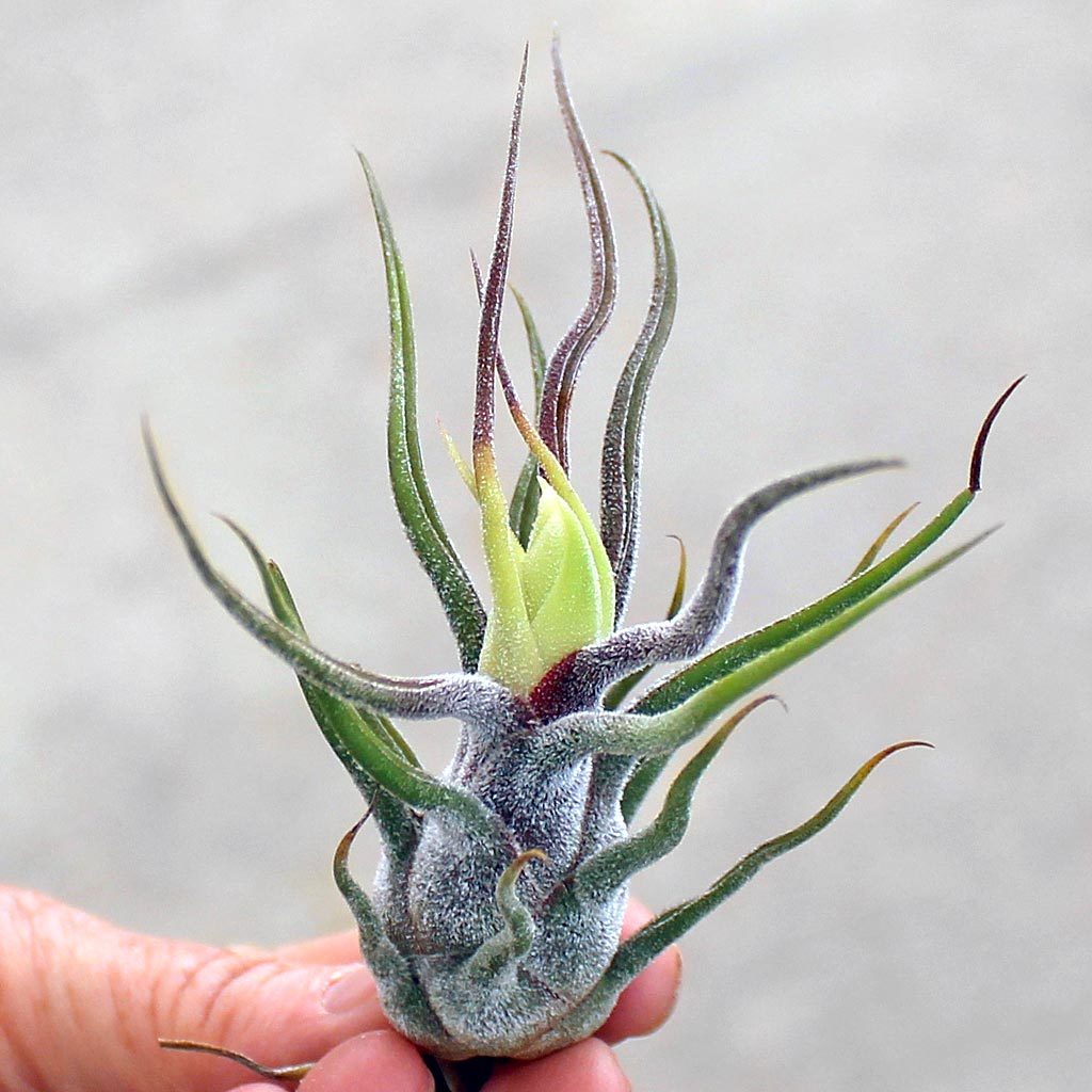 pruinosa air plant Tillandsia Pruinosa – Airplantcompany.com