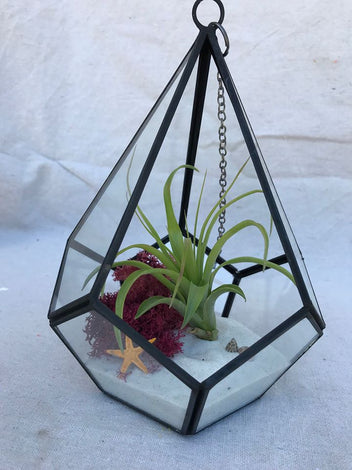 Geometric Airplant Terrariums