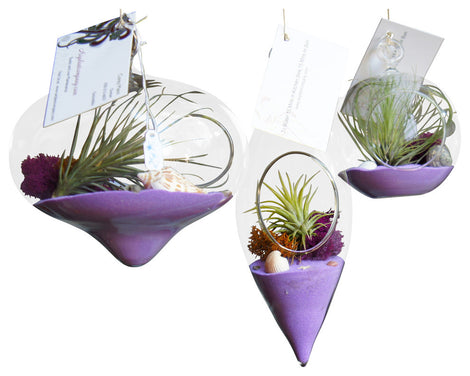 Air Plant Terrarium Packages