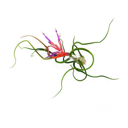 Air Plants