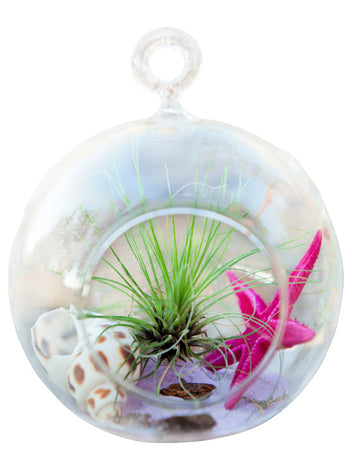 Air Plant Terrarium- Hanging