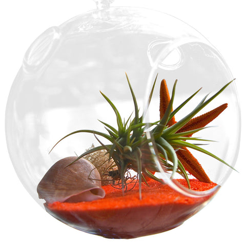 Little Red Air Plant Terrariums
