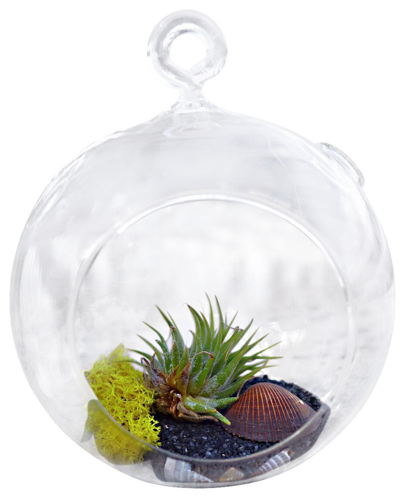 Table Orb with Airplant Blk Rocks