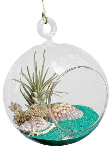 Exotic Air Plant Terrarium