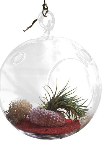Red Caterpiller Air Plant Terrariums