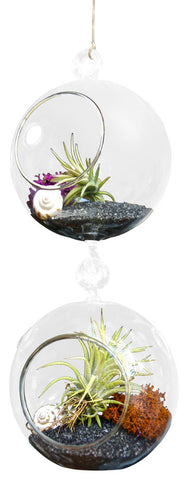 Midnight Airplant Terrarium