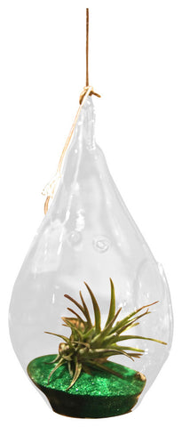 Mini Green Air Plant Terrariums