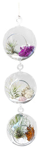 White Triple Airplant Terrarium