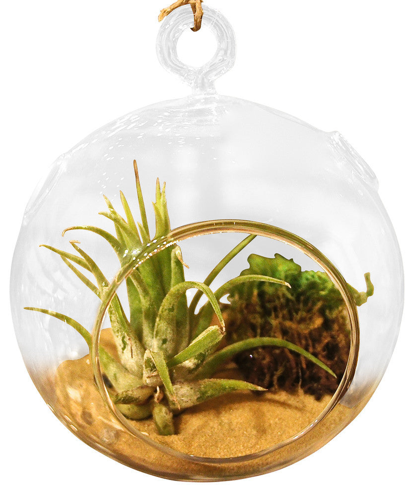 Natural Look Air Plant Terrariums