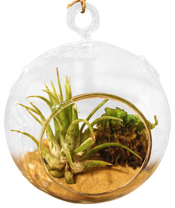 Natural Look Air Plant Terrariums