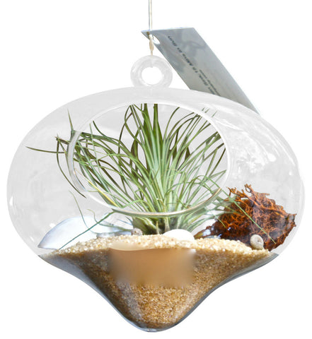 Beachy Tear Drop Air Plant Terrarium