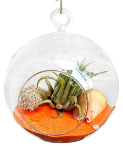 Orange Lovers Air Plant Terrariums